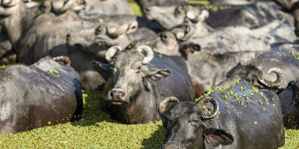 fazendeiro-planeja-criar-“universidade-do-bufalo”-na-ilha-de-marajo